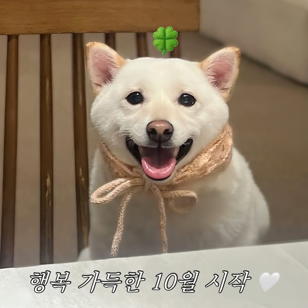 Photo by 미진이 on September 30, 2025. May be an image of text that says '행복가득한10월시작 0월시작 시작 행복 가득한 10월'.