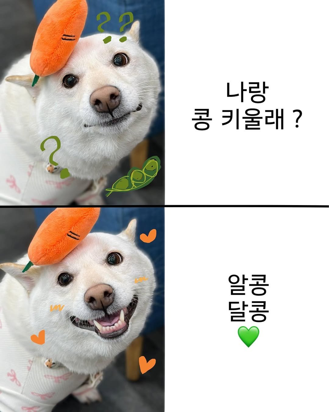 Photo by 미진이 on April 26, 2026. May be an image of dog and text that says '나랑 콩 키울래? ? wn 알콩 달콩'.