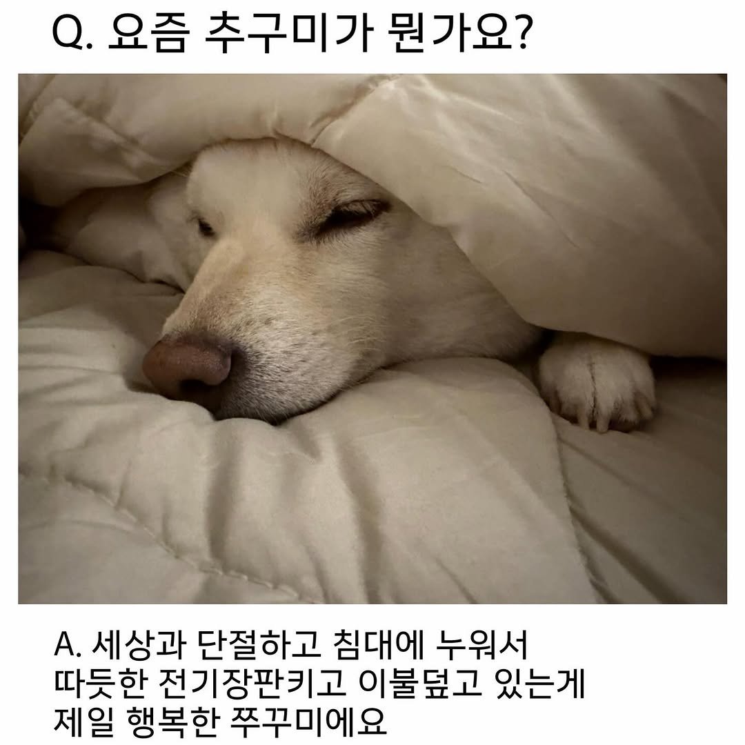 Photo by 미진이 on November 11, 2025. May be an image of pie and text that says 'Q. 요즘 추구미가 뭔가요? A. 세상과 단절하고 침대에 누워서 따듯한 전기장판키고 이불덮고 있는게 제일 행복한 쭈꾸미에요'.