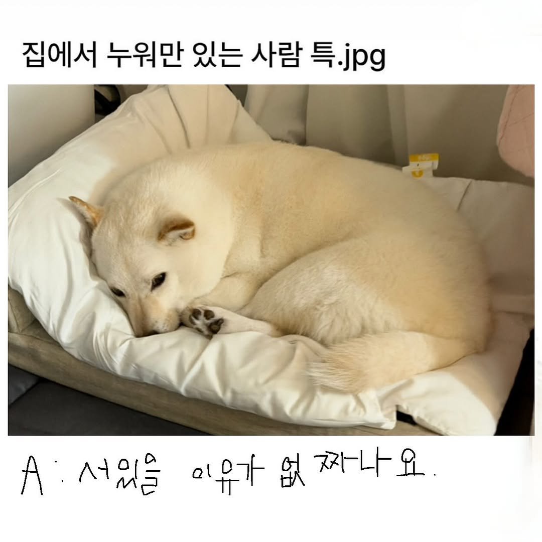 Photo by 미진이 on November 10, 2025. May be an image of animal and text that says '집에서 누워만 있는 사람 특. 특.jpg jpg A: 서있을 이유가 이유가없짜나요 서있을유가없차나요. 試 짜나'.