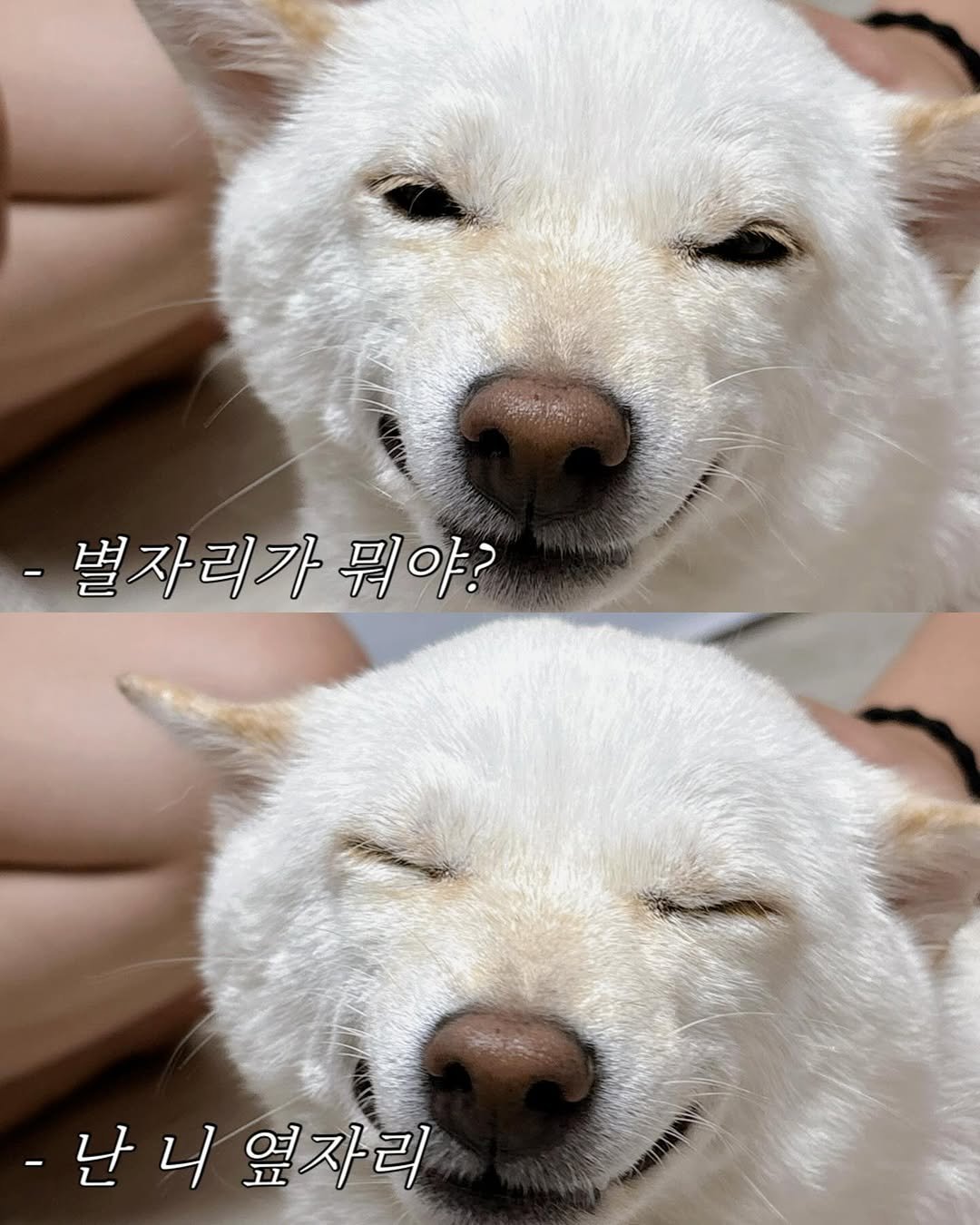 Photo by 미진이 on August 19, 2025. May be an image of animal and text that says '-별자리가뮈야? -별자리가 뭐야? -난니 -난니옆자리 니 옆자리'.