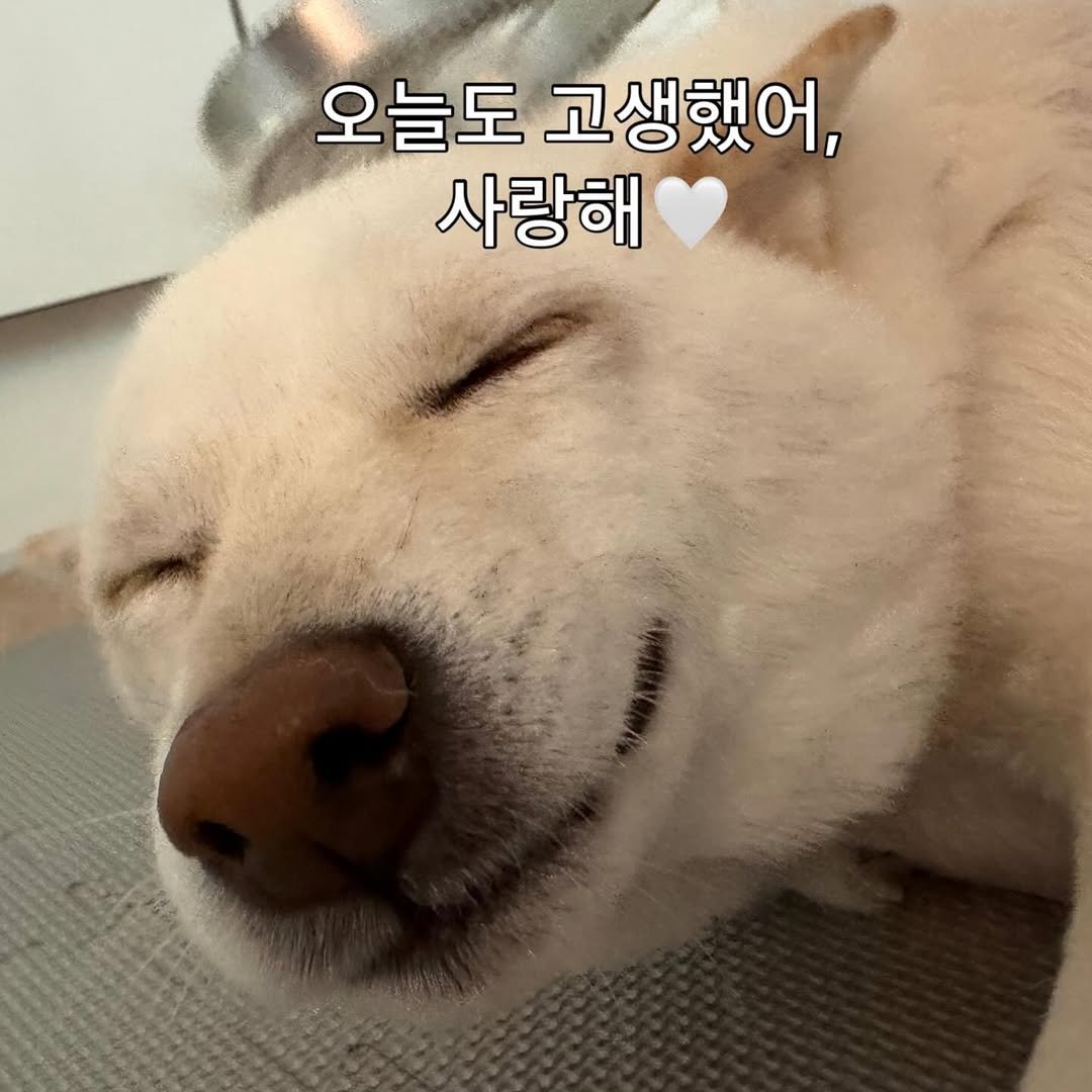 Photo by 미진이 on February 19, 2026. May be an image of sleeping, animal, pie and text that says '오늘도 고생했어, 사랑해'.