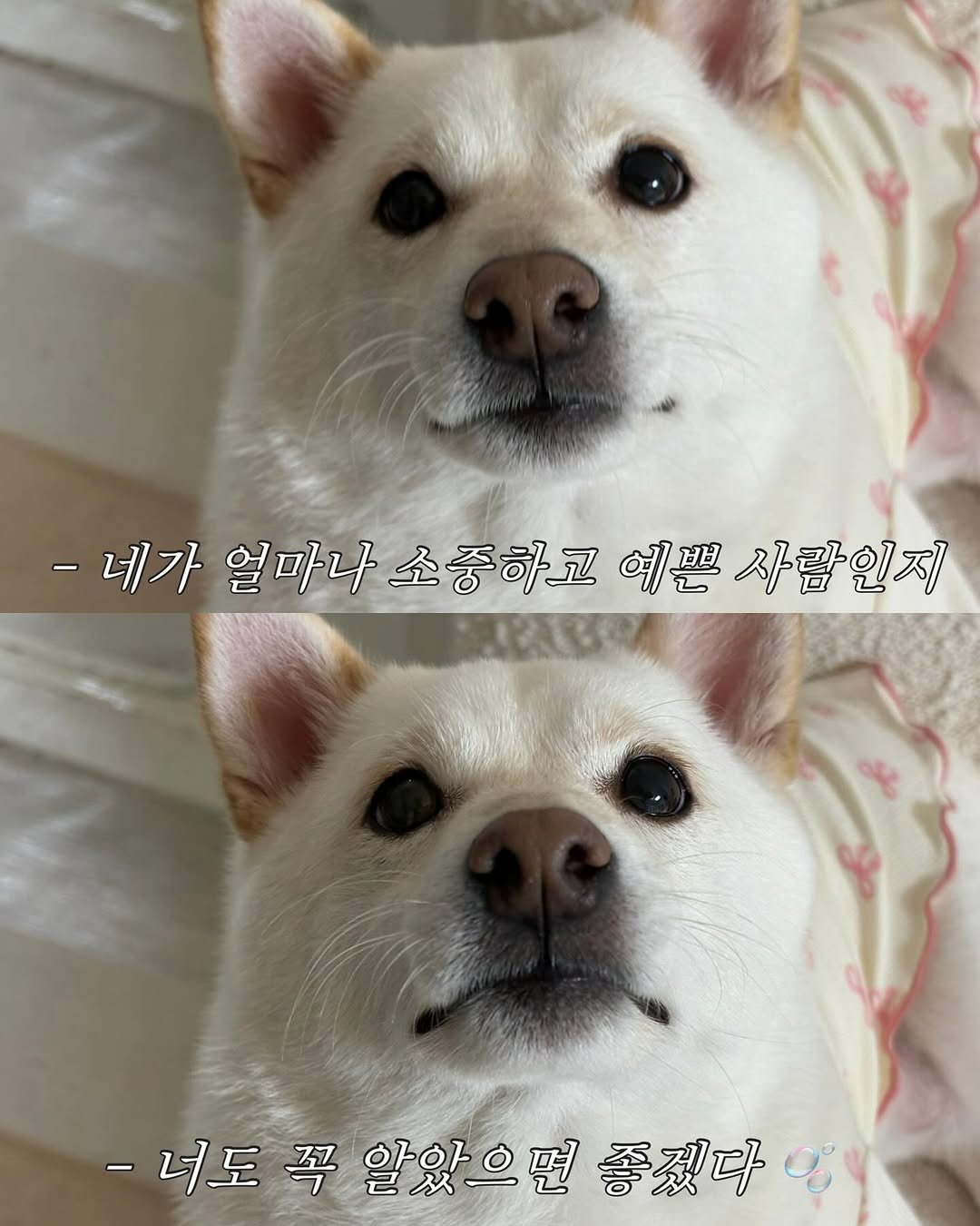 Photo by 미진이 on October 01, 2025. May be an image of dog and text.