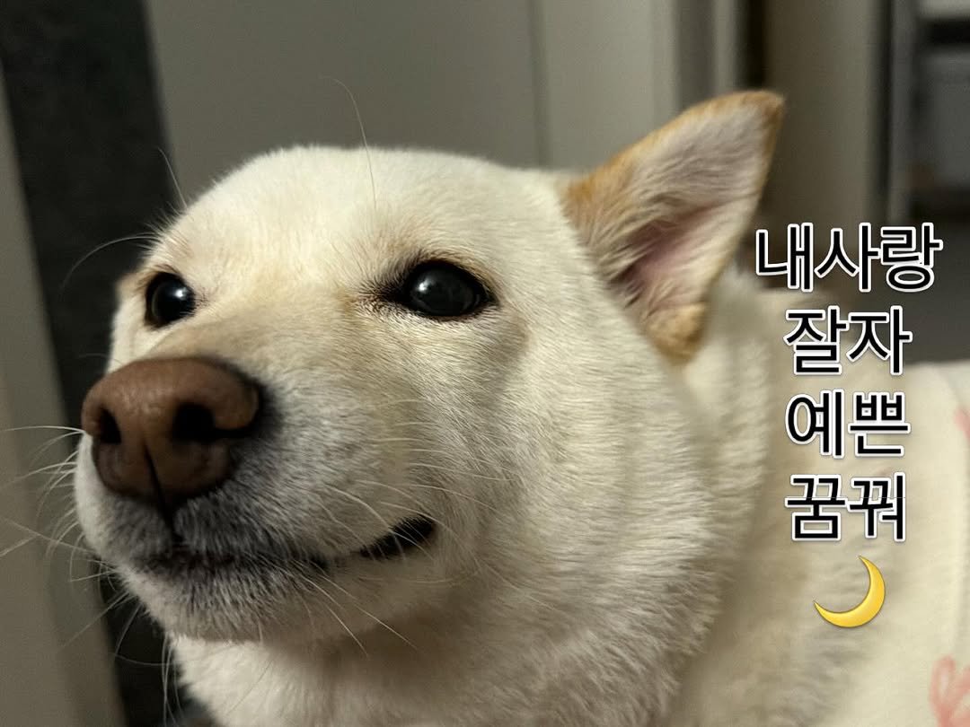 Photo by 미진이 on April 26, 2026. May be an image of animal, pie and text that says '내사랑 잘자 예쁜 꿈꿔 我 भ O'.