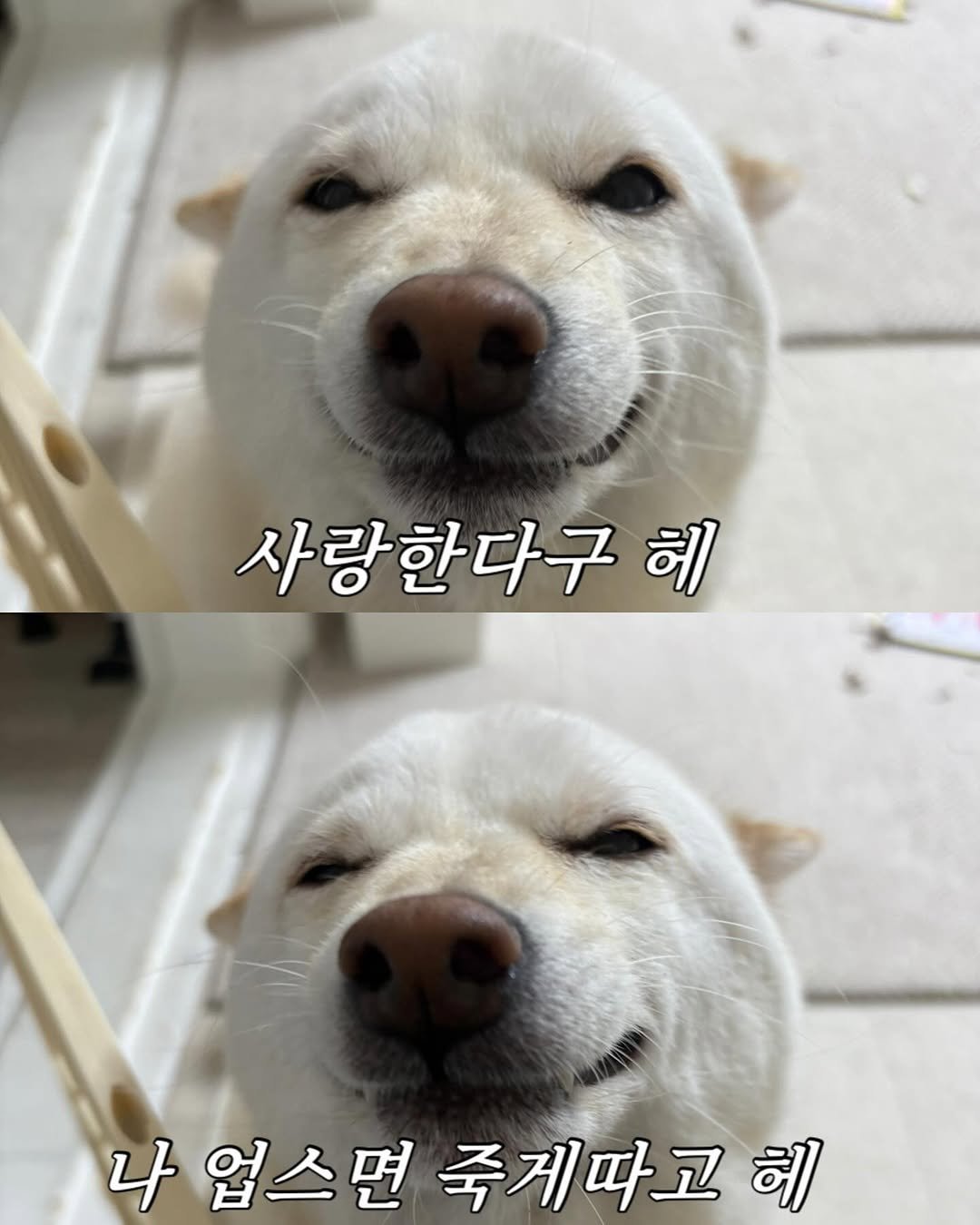 Photo by 미진이 on August 11, 2025. May be an image of animal, pie and text that says '사랑한다구 혜 4 업스면죽게따고허 혜 업스면 죽게따고'.
