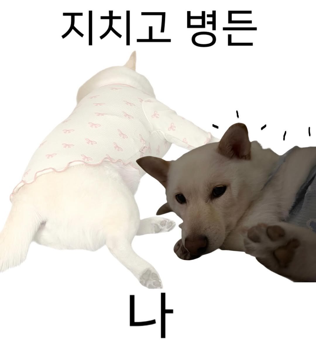 Photo by 미진이 on April 27, 2026. May be an image of text that says '지치고 병든 나'.