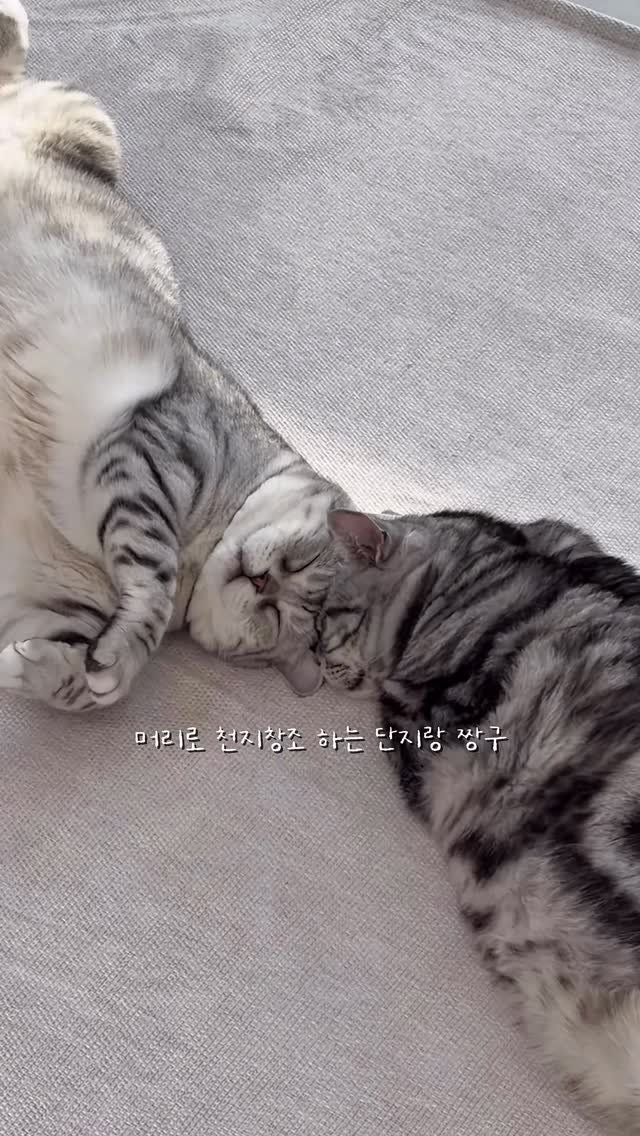 micasa_cats_ 게시물 이미지: 머리대고 에어드롭하는 고양이

#고영주택 #고양이카페 #고양이 #cat #고양이일상