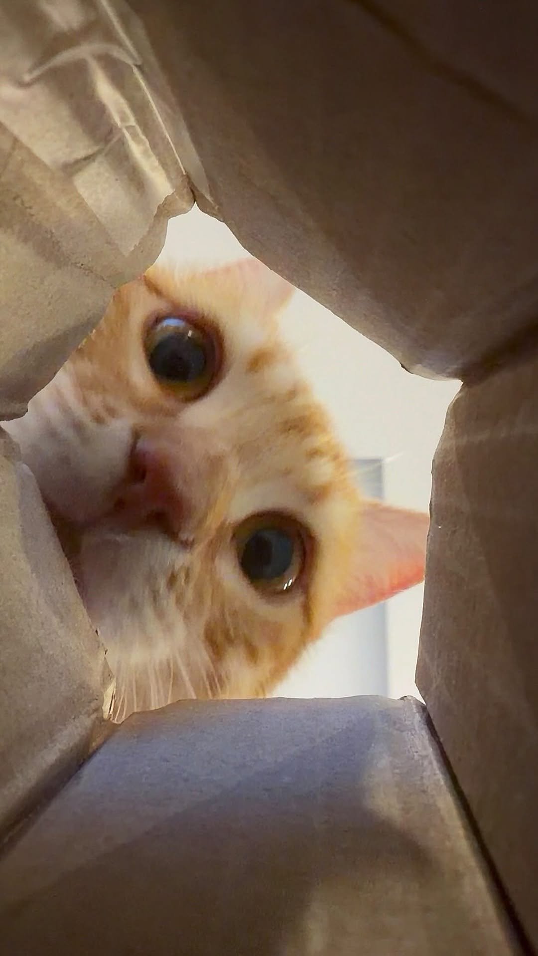 micasa_cats_ 게시물 이미지: 이거 찍어달라고 디엠이 많이 와서 찍어봤어요…🤭
중간에 👅 주의…

#고영주택...