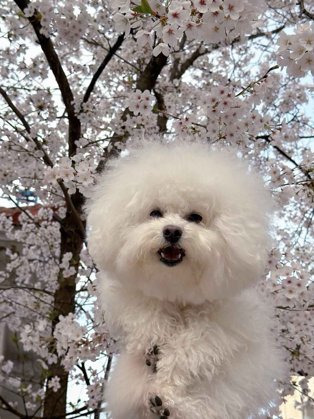 Photo by 미카사 | 고영주택 on April 17, 2026. May be an image of stone-fruit tree and text.