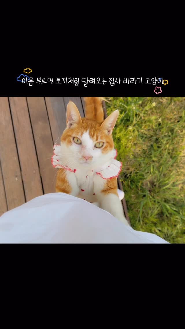 micasa_cats_ 게시물 이미지: 당근이는 전생에 토끼였나🐰🥕

#고영주택 #고양이카페 #김포고양이카페 #야외카페 #고양이