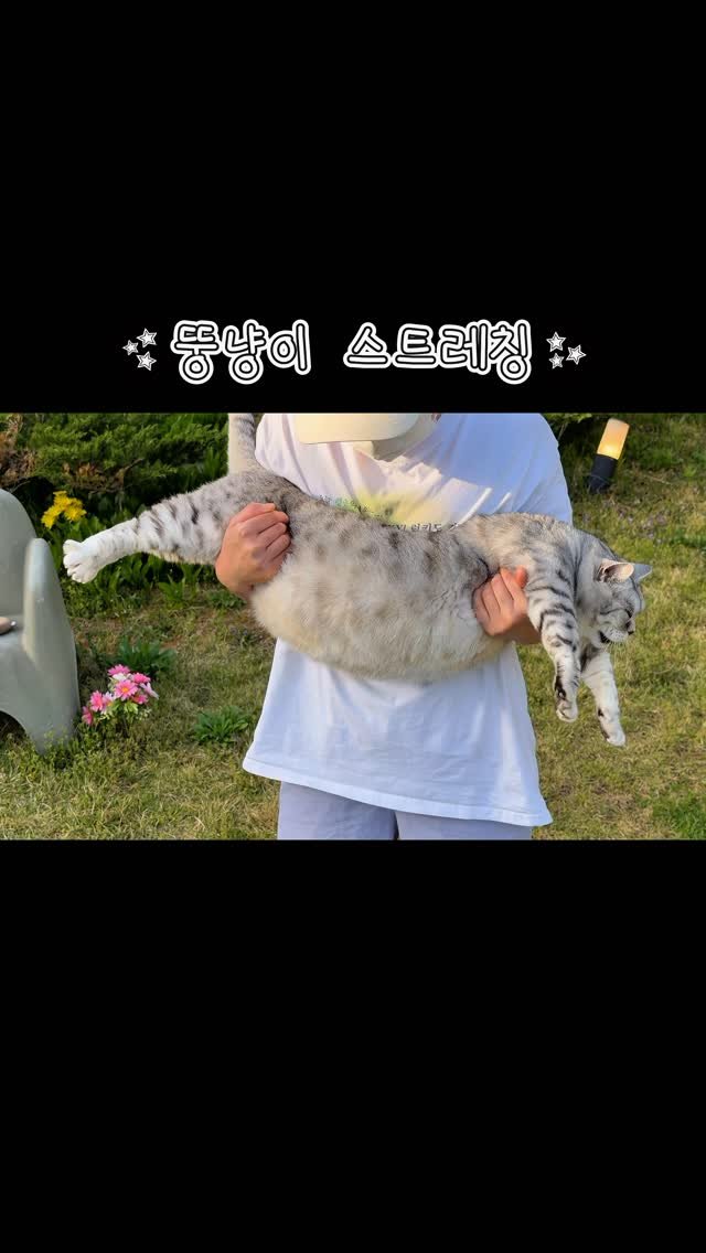 micasa_cats_ 게시물 이미지: 뚱단지 아코디언 스트레칭 🧘🏻‍♀️🪗

#고영주택 #고양이카페 #김포카페 #김포고양이카페 #고양이