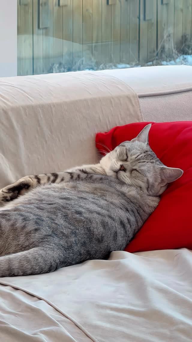 micasa_cats_ 게시물 이미지: 방금까지 눈 뜨고 있었으면서 자는 척

#고영주택 #고양이카페 #김포카페 #고양이 팔자좋은고양이