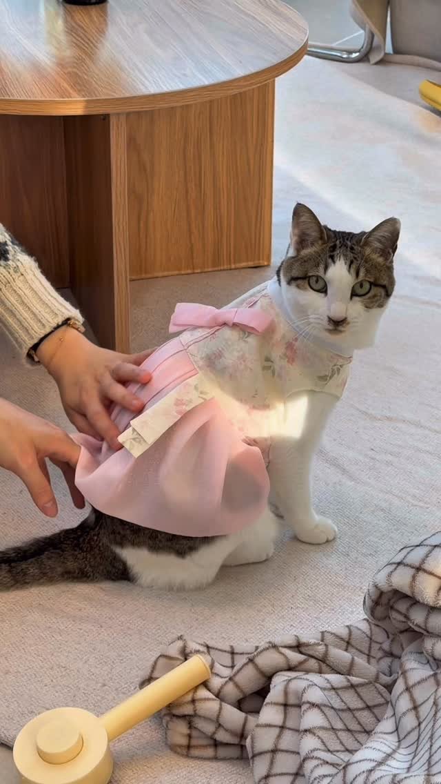 micasa_cats_ 게시물 이미지: 설연휴 맞이 한복 고영즈가 인사드립니다 새해 복 많이 받으세요🙇🏻‍♀️

#고영주택...