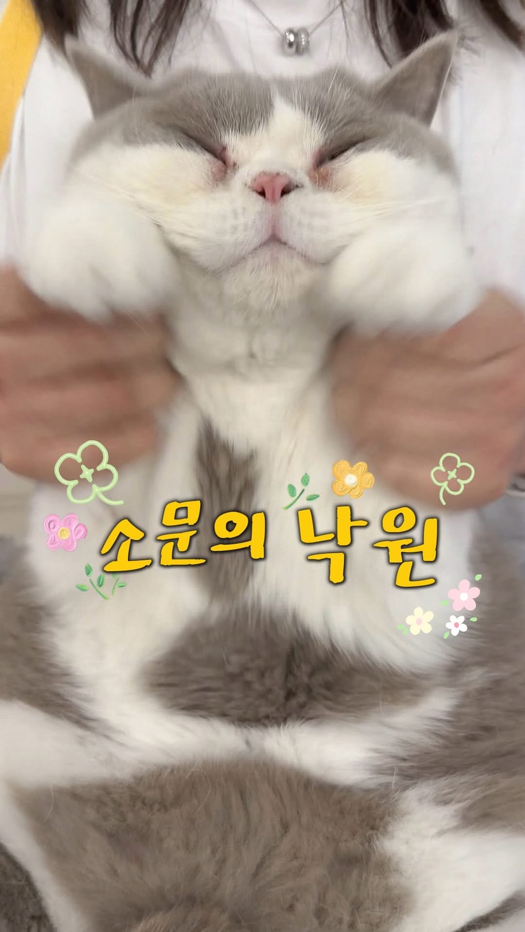 micasa_cats_ 게시물 이미지: 고영주택은 소문의 냥원🌱

호동아 츄르먹기 힘들지…🤭

#고양이카페 #김포고양이카페...