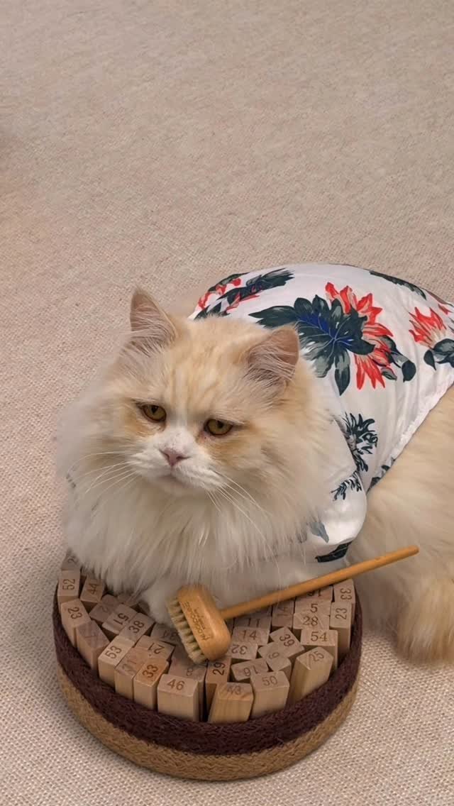 micasa_cats_ 게시물 이미지: 젠가 지키는 고양이👀 가져가볼 수 있음 가져가보던가~

#고영주택 #고양이카페 #고양이 #김포카페