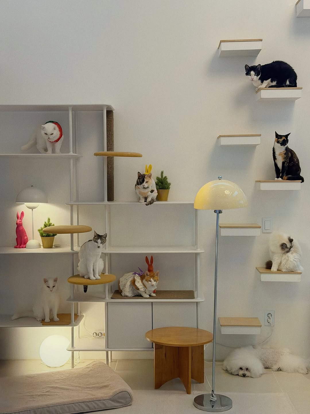 micasa_cats_ 게시물 이미지: 액자 속 그림같은 예쁜 순간 🖼️

이번 주는 장마기간이라 우천예보 +...