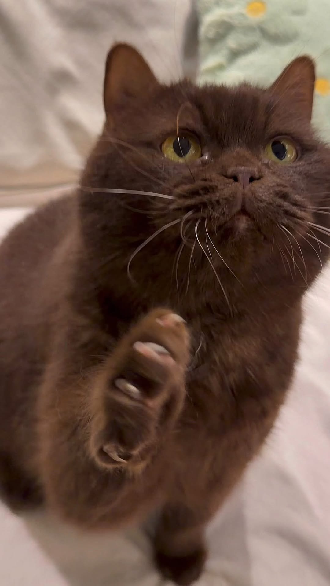 micasa_cats_ 게시물 이미지: 흑곰🐻 : 집사가 또 이상한걸 보고왔다

#고영주택 #고양이카페 #고양이 #cat...