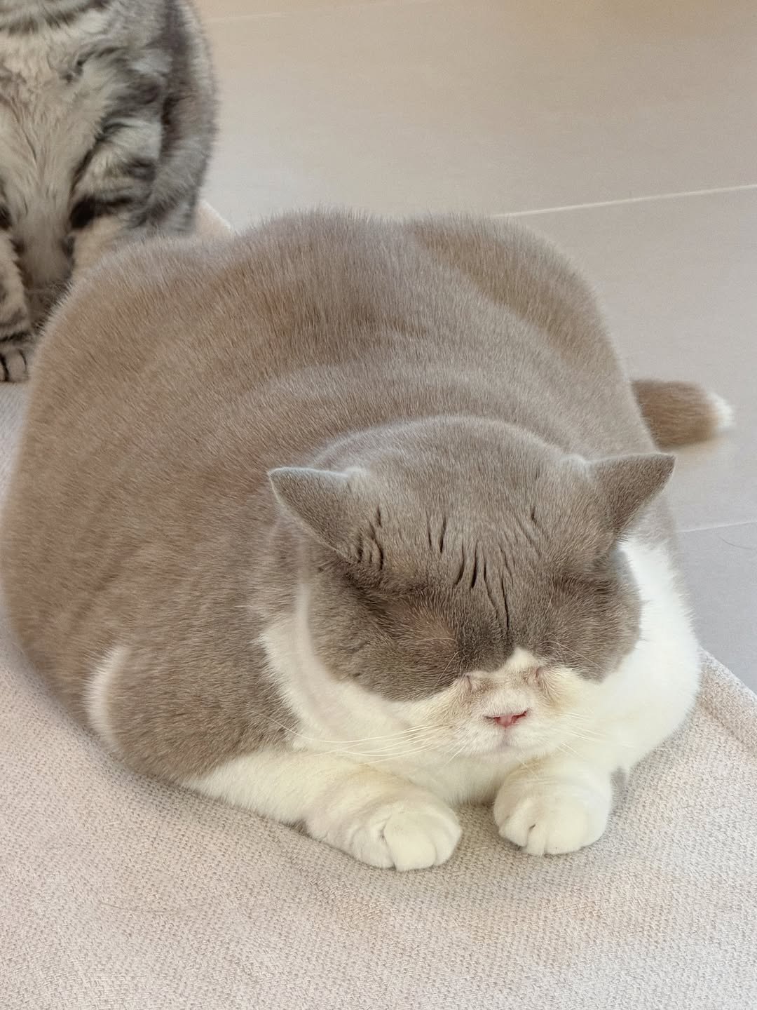 micasa_cats_ 게시물 이미지: 잠자는 숲속의 호동💤😴