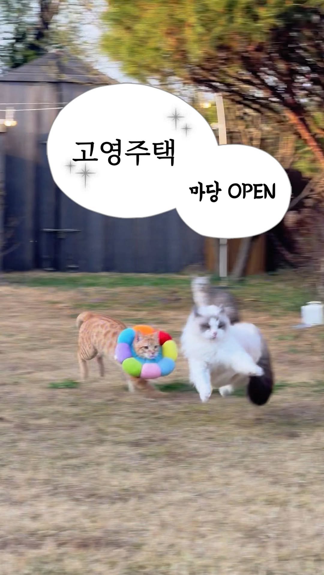 micasa_cats_ 게시물 이미지: 야외마당 OPEN🌱
반년만에 나와서 즐기는 뛰뛰놀이라 하루종일 신난...