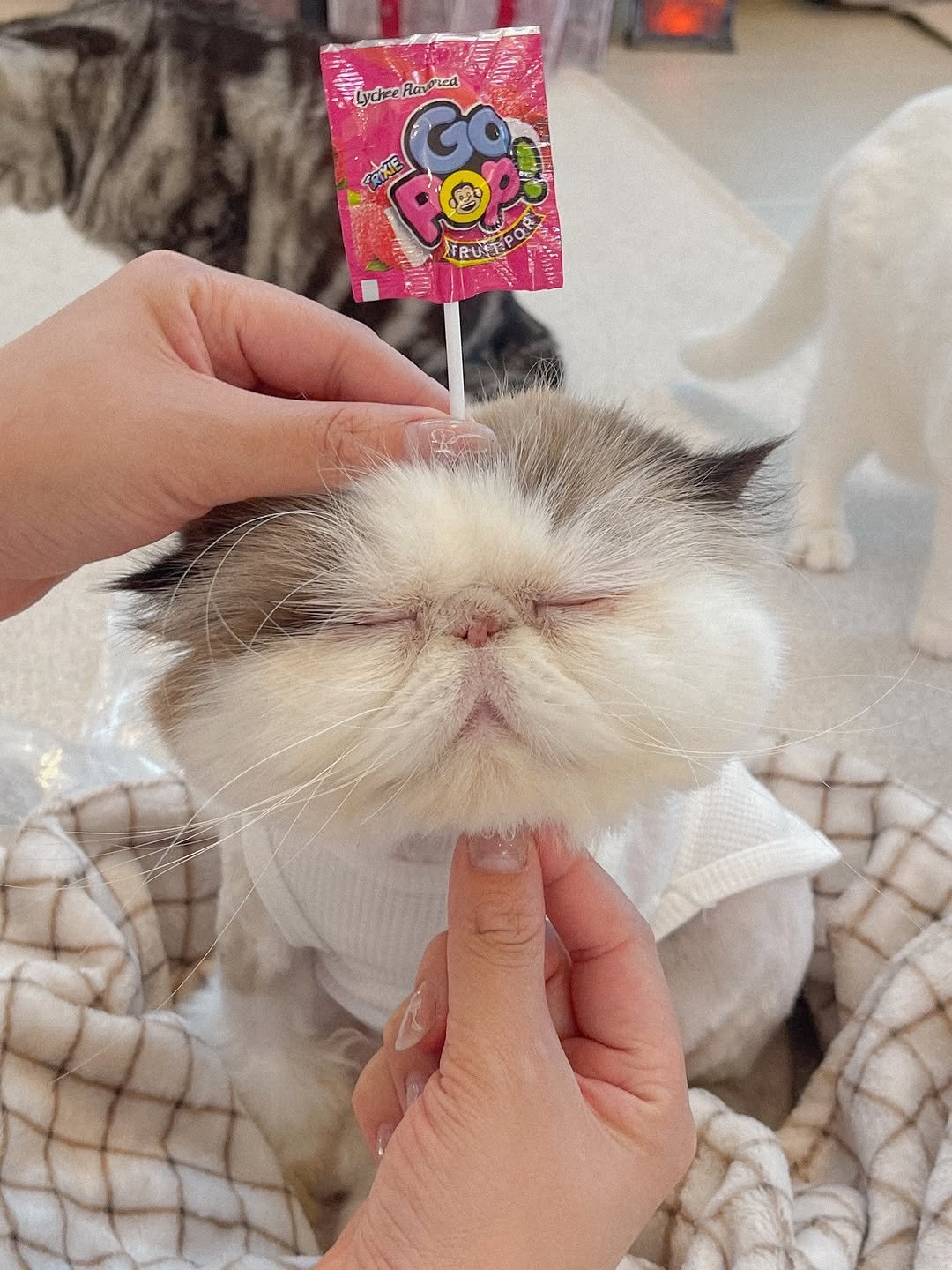 micasa_cats_ 게시물 이미지: 신령데이🤍

롤리팝신령🍭

#고영주택 #고양이카페 #김포고양이카페 #김포카페...