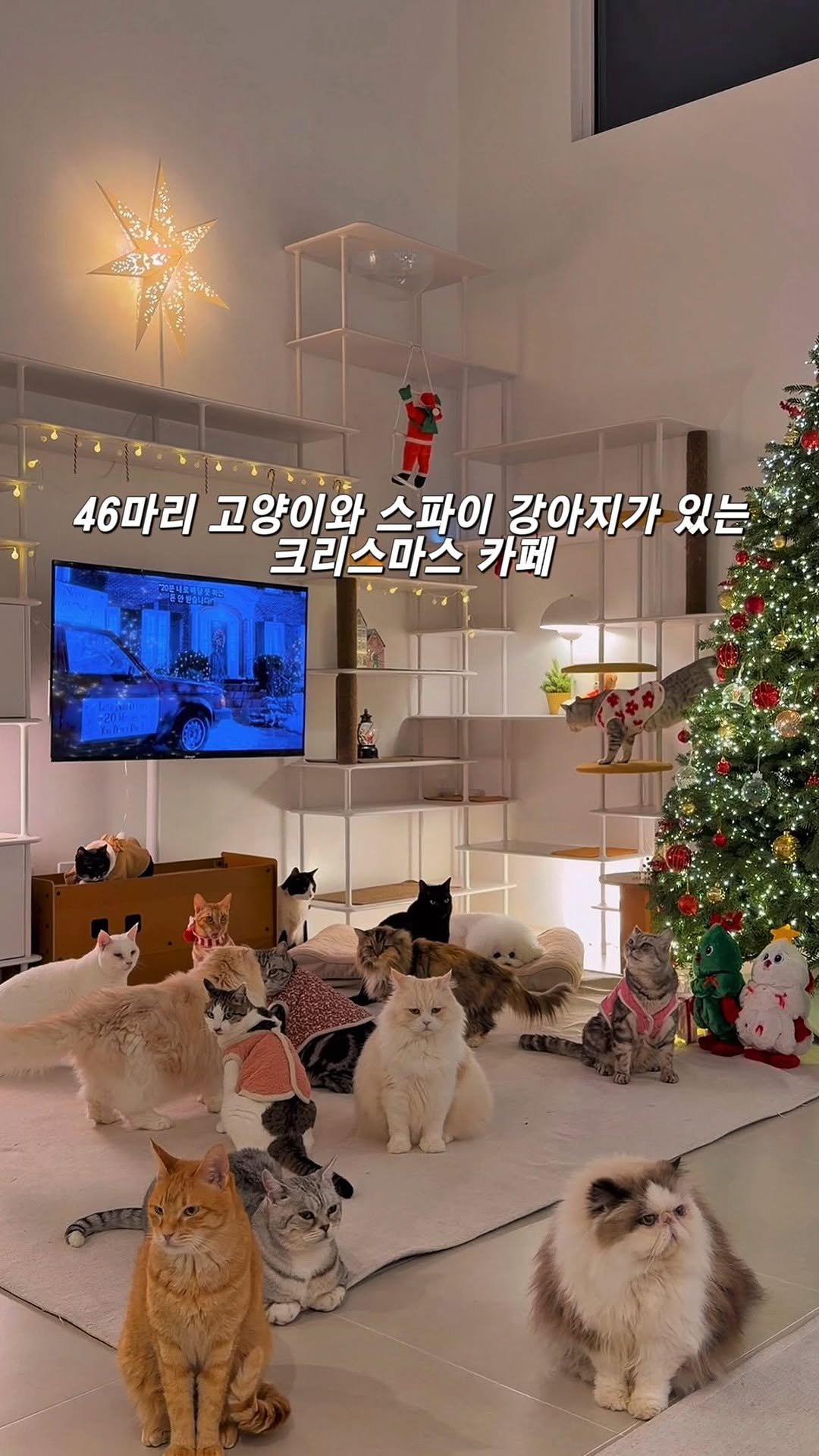 micasa_cats_ 게시물 이미지: 크리스마스 예약이 거의 다 차고 있어요🎄

크리스마스 이브는 평일이라 그런지 아직...
