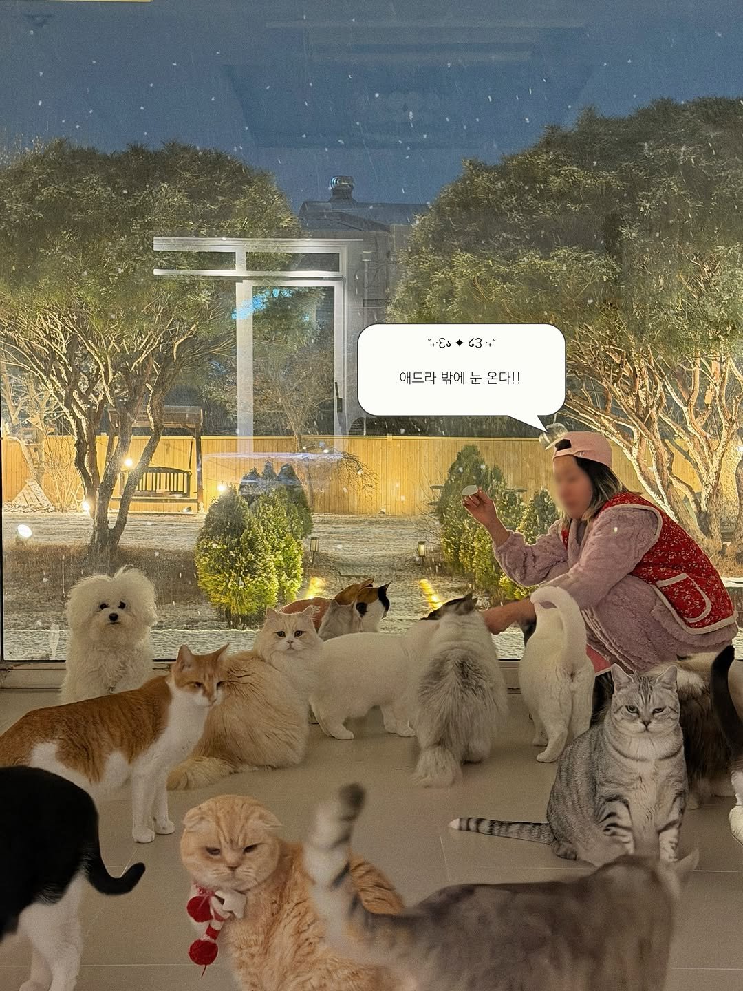 Photo by 미카사 | 고영주택 on January 25, 2026. May be an image of kitten, Abyssinian cat and text that says 'ES+63+ LEs 23+ 애드라 밖에 눈 애드라밖께눈온다!! 온 온다!!'.