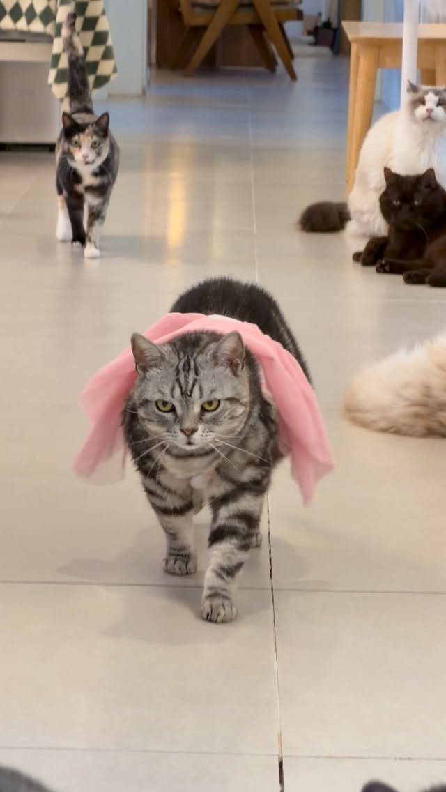 micasa_cats_ 게시물 이미지: 중전마마 납시오~

#고영주택 #고양이카페 #김포카페 #김포고양이카페 #고양이