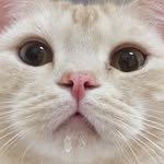 dooboo_cat 프로필 사진