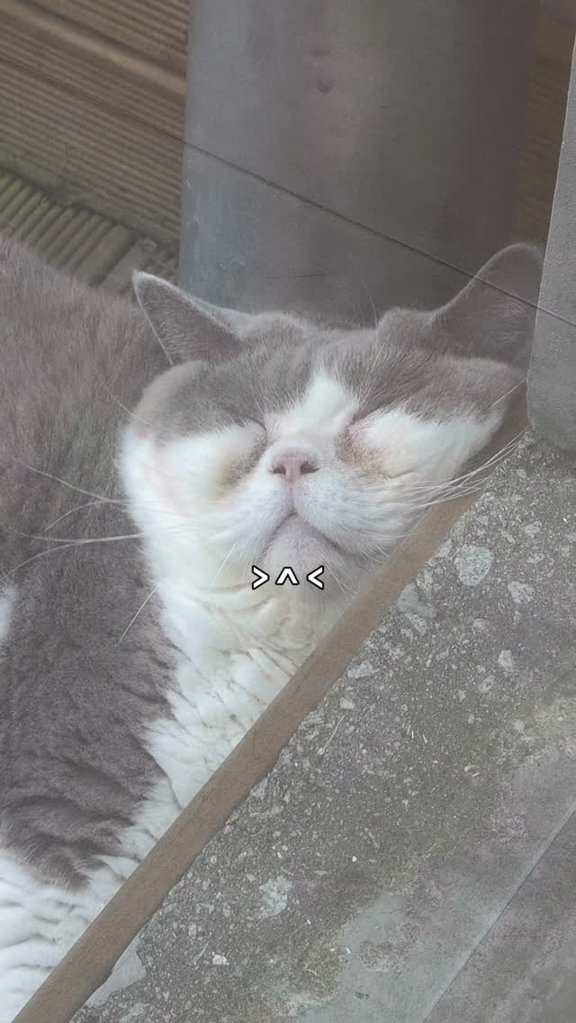 micasa_cats_ 게시물 이미지: 잠자는 마당의 호동이를 발견했다 >ㅅ <

#고영주택 #고양이카페 #김포카페 #고양이 #cat