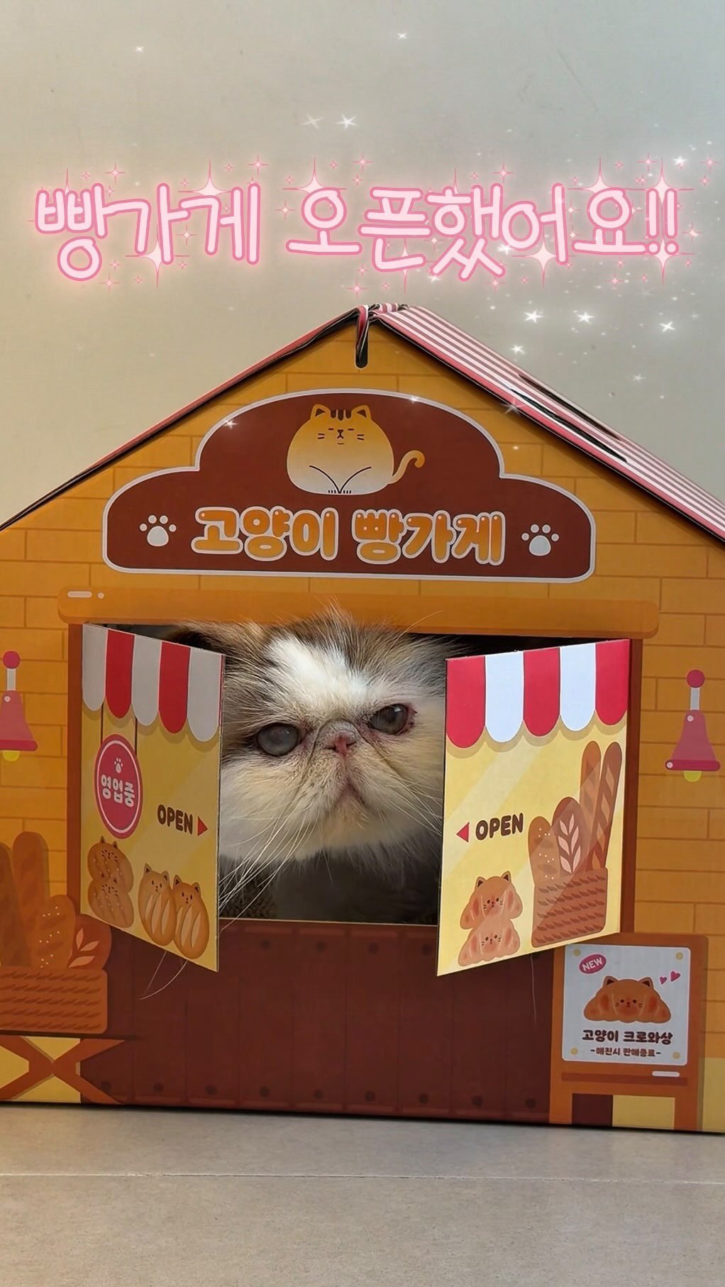 micasa_cats_ 게시물 이미지: 신령이 빵가게 오픈했어요! 개업축하는 댓글로🧑🏻‍🍳🥐

#고영주택 #고양이카페...