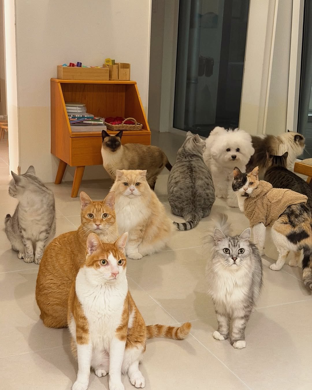 Photo by 미카사 | 고영주택 on February 12, 2026. May be an image of ragdoll cat, Norwich terrier, Abyssinian cat, kitten, tortoiseshell cat, Persian cat, fur and text.