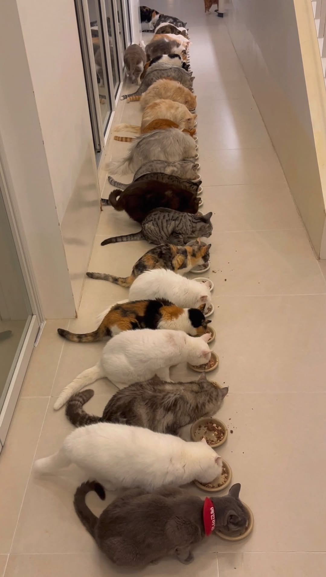 micasa_cats_ 게시물 이미지: #세계고양이의날 을 맞이해서 특식 파티를 준비했어요 😻
세계 고양이의 날은...