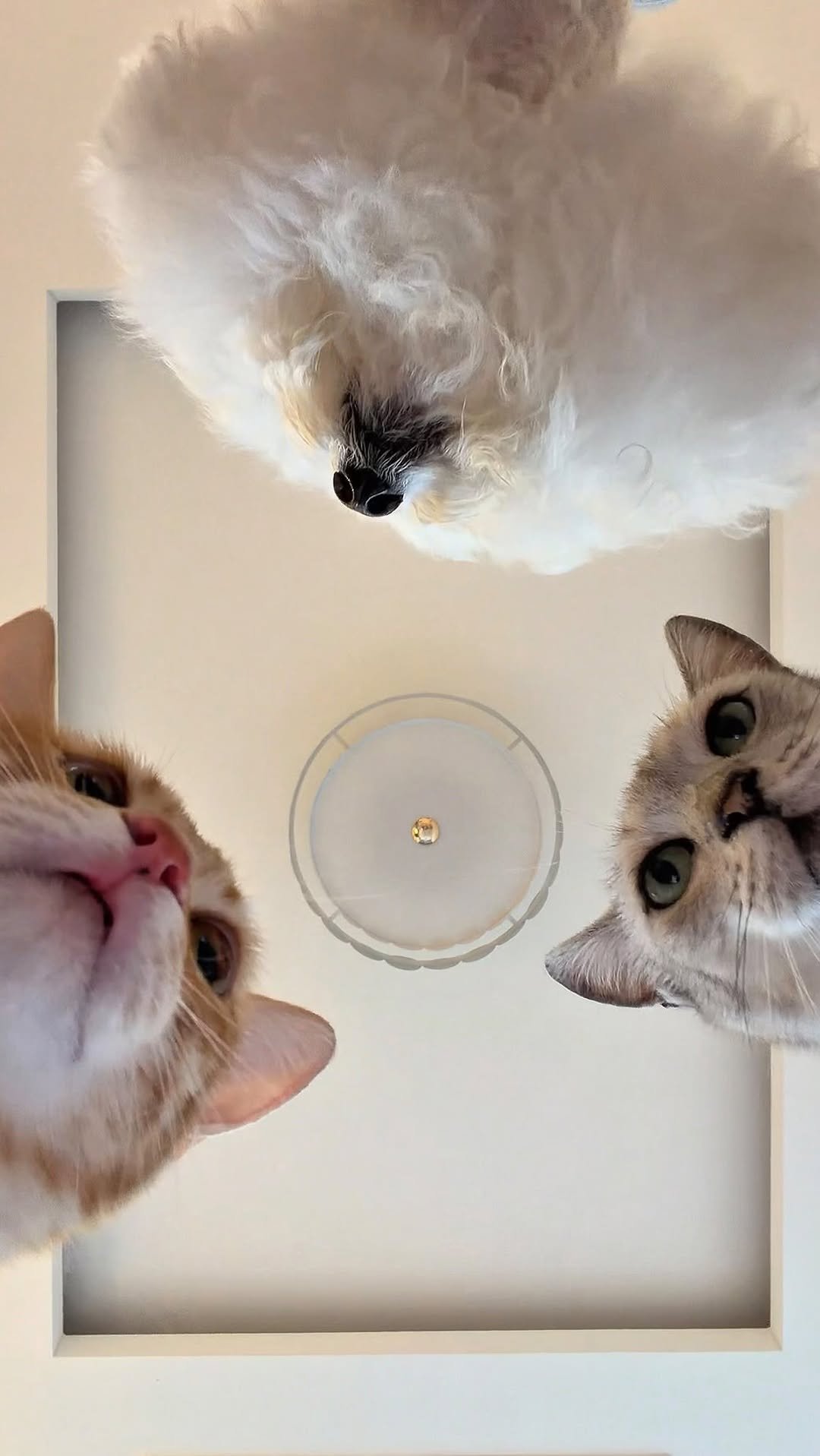 micasa_cats_ 게시물 이미지: 둠칫 둠칫 🎶🐾😽🐶

#고영주택 #고양이카페 #김포고양이카페 #고양이 #cat