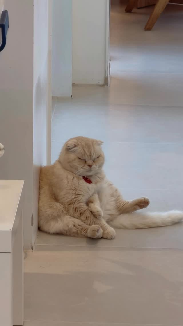 micasa_cats_ 게시물 이미지: 다음생엔 꼭 사람으로 태어나…

#고영주택 #고양이카페 #김포고양이카페 #김포카페 #고양이