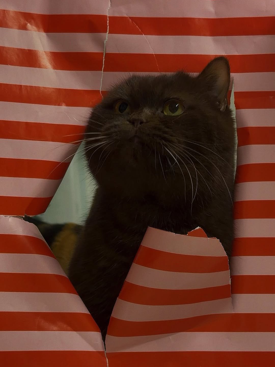 Photo by 미카사 | 고영주택 on December 27, 2025. May be an image of kitten, Abyssinian cat and text.