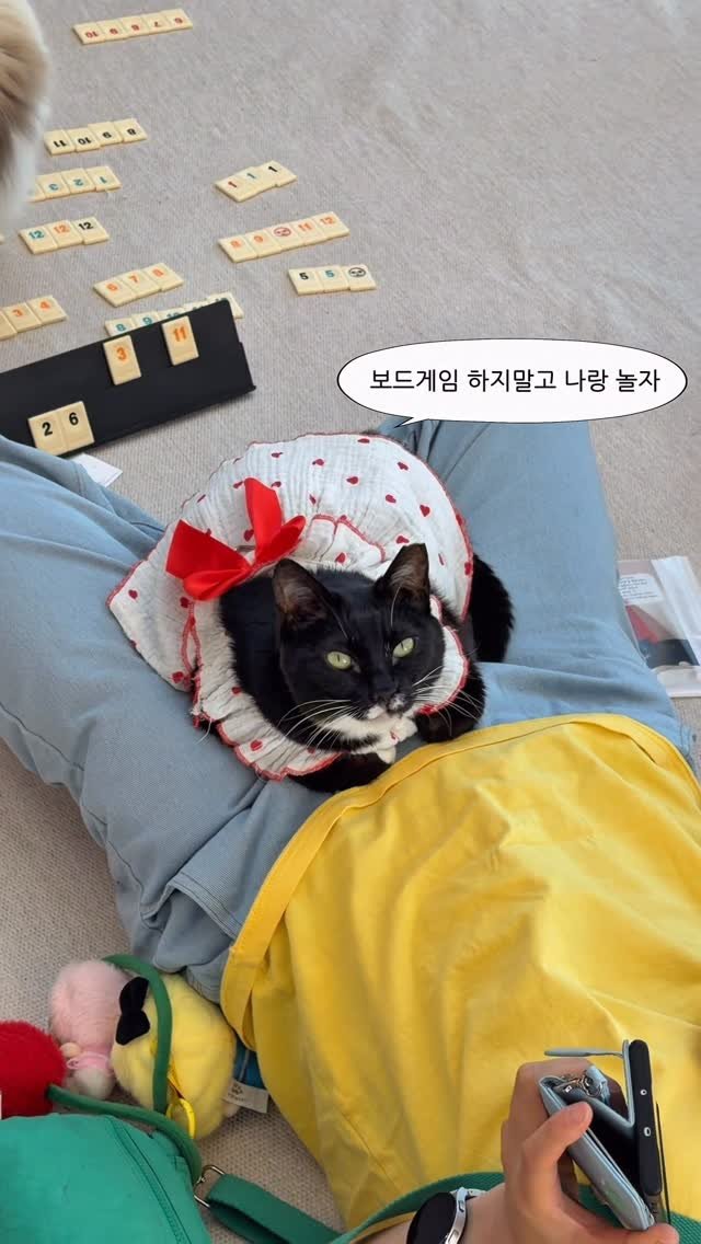 micasa_cats_ 게시물 이미지: 숙녀😼 : 고양이카페에 왔으면 루미큐브하지말고 나를 예뻐해줘야지!

#고영주택...