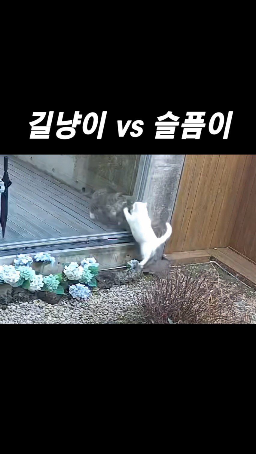 micasa_cats_ 게시물 이미지: 저희 주택에는 밥 잘 챙겨줘서 3년째 매일 찾아오는 길냥이가 몇 마리 있는데요🤭
그...