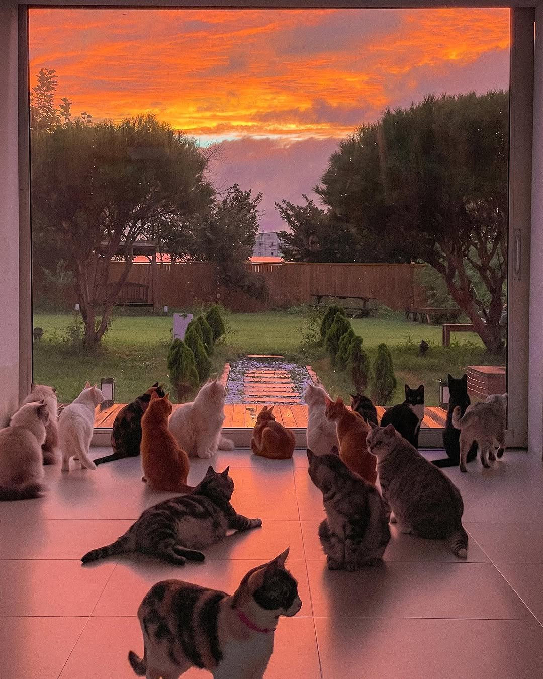 micasa_cats_ 게시물 이미지: 혼자 보기 아까운 오늘의 노을 🌅🧡
⠀
오늘 노을 정말 예뻤는데, 다들...