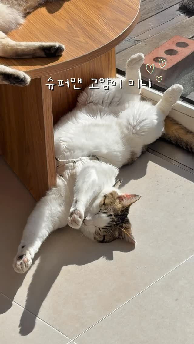 micasa_cats_ 게시물 이미지: 미니 꿈에서 열심히 날아다니고있니🦸🏻‍♀️

#고영주택 #고양이카페 #김포고양이카페...