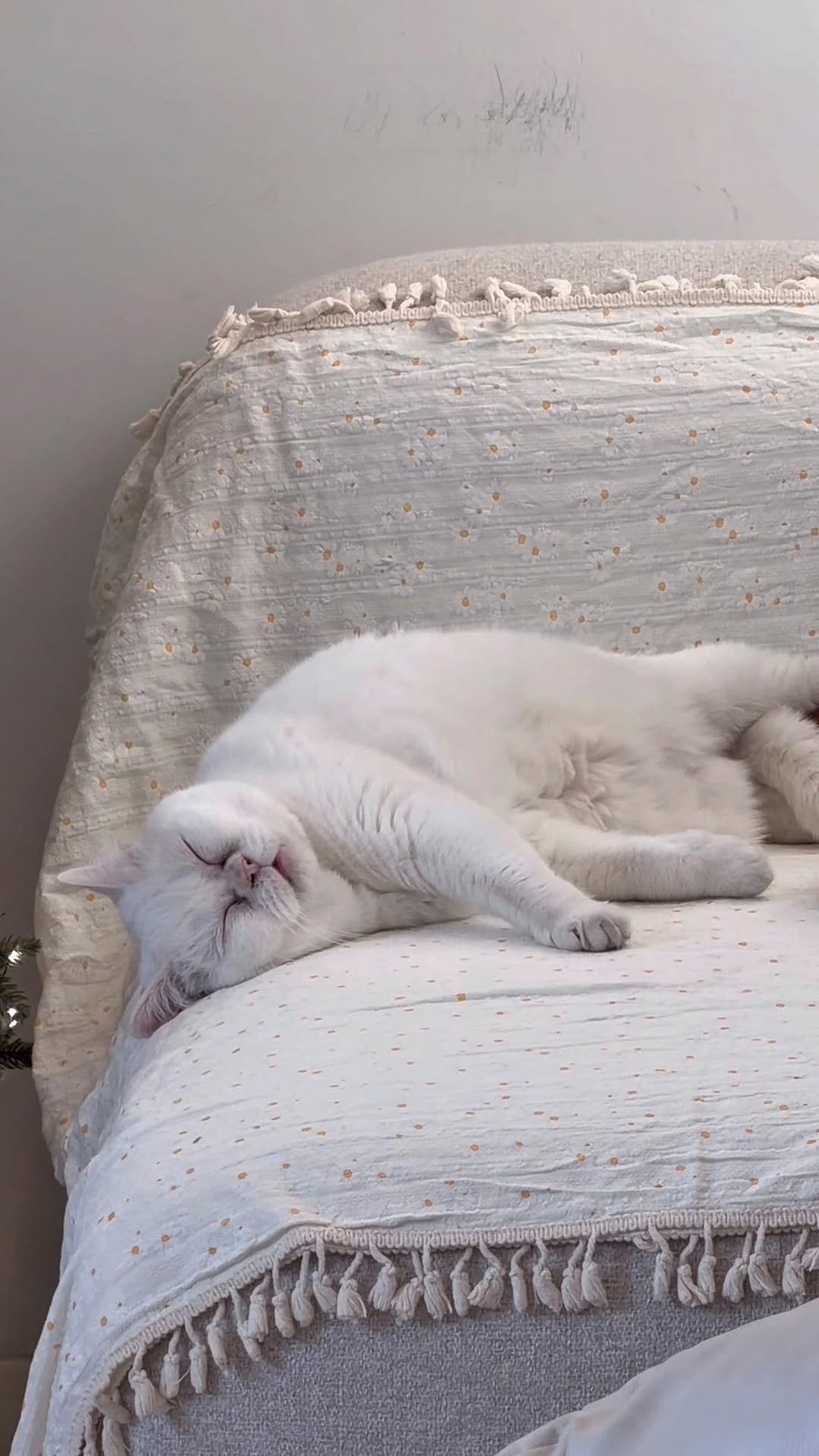 micasa_cats_ 게시물 이미지: 노래 가사와 정반대인 자막…둘 다 제 진심이에요…

#고영주택 #고양이카페...