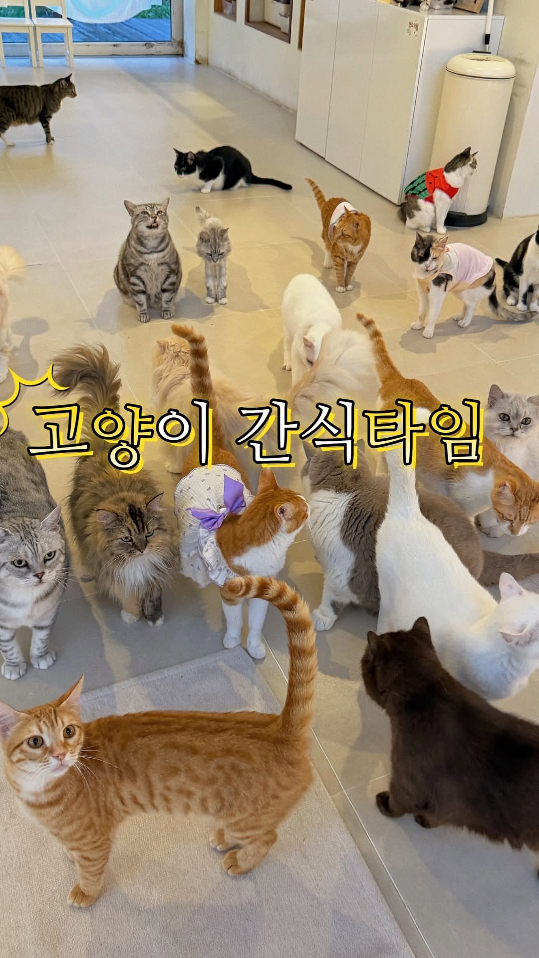 micasa_cats_ 게시물 이미지: 주말에 하는 간식타임 이벤트✌️

#고영주택 #고양이카페 #김포고양이카페 #김포카페 #고양이