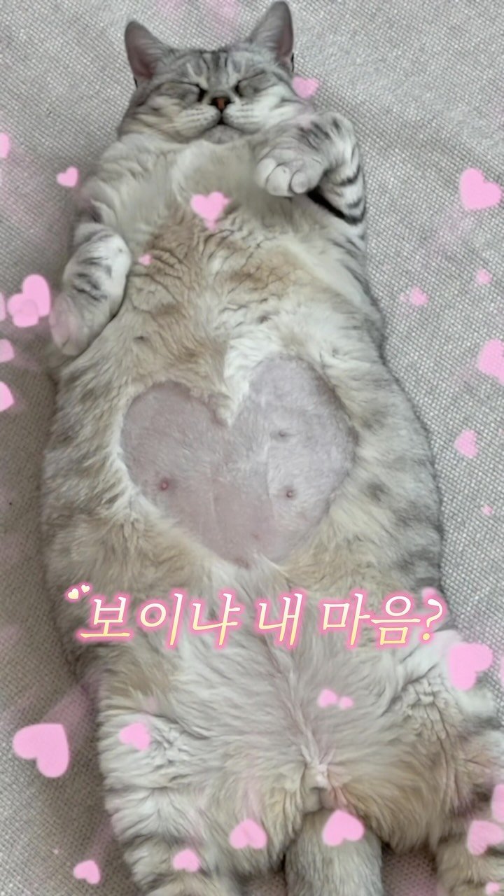 micasa_cats_ 게시물 이미지: 보이냐 내 마음 😽🤍

#고영주택 #고양이카페 #김포고양이카페 #고양이 

© KBS 꽃보다 남자