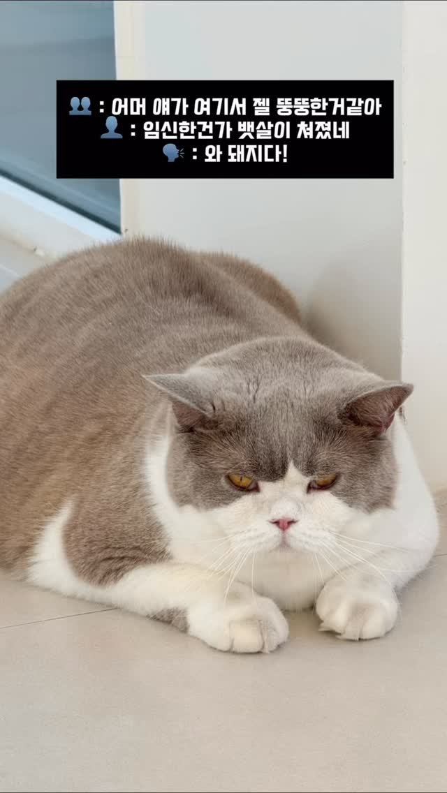 micasa_cats_ 게시물 이미지: 세상에서 먹는게 제일 행복했던 호동이가 그걸 몰랐을까요🤷🏻‍♀️

#고영주택...