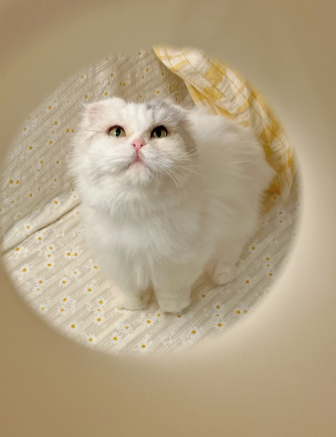 Photo by 미카사 | 고영주택 on September 07, 2025. May be an image of ragdoll cat, Persian cat, Abyssinian cat, kitten and text.