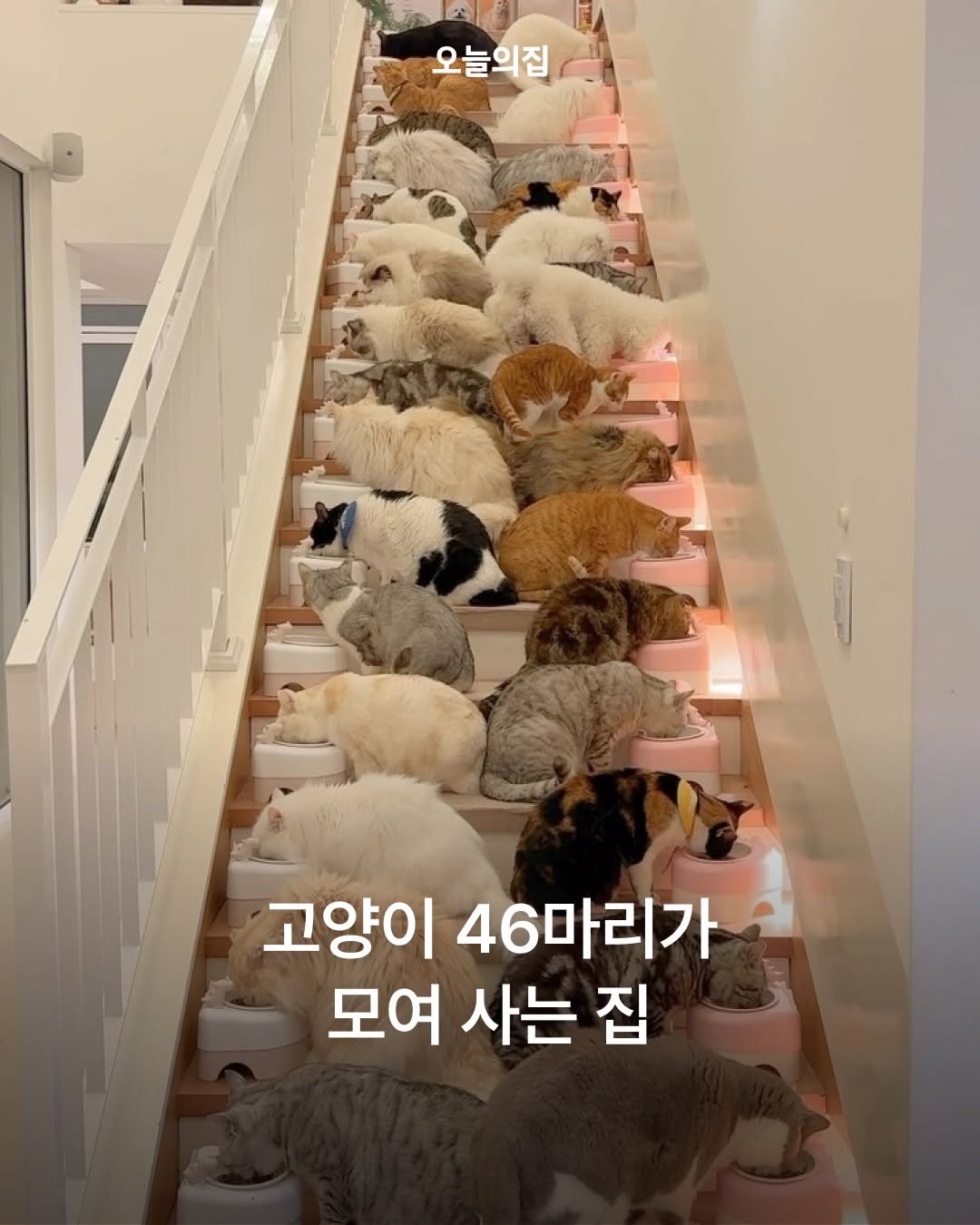 Photo shared by 오늘의집 on December 29, 2025 tagging @micasa_cats_. May be an image of Norwich terrier, Abyssinian cat, cocker spaniel, sheep, Bedlington terrier, collie and text that says '오늘의집 고양이 46마리가 모여 사는 집'.