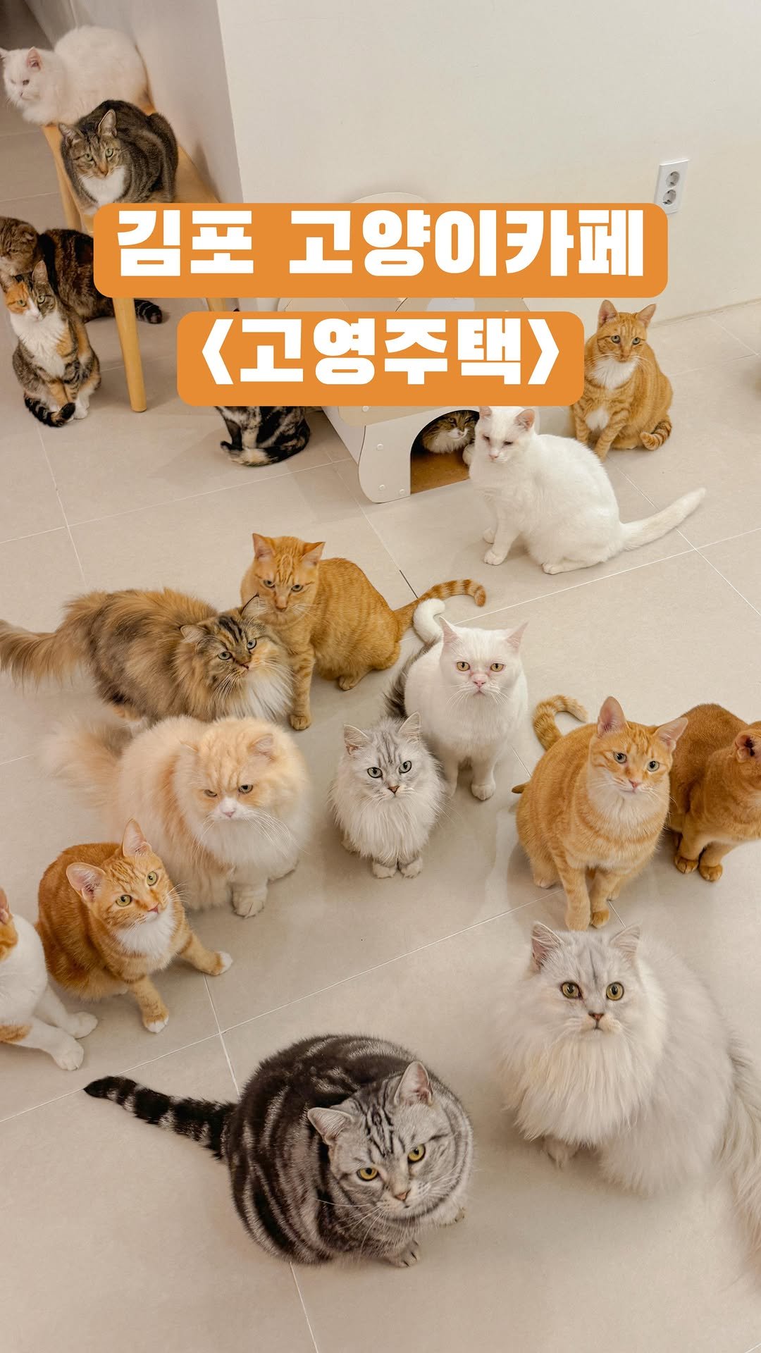 micasa_cats_ 게시물 이미지: 여름휴가는 고영주택에서 😻
내일도 고영주택에서 만나요 🖐🏻
#고영주택...