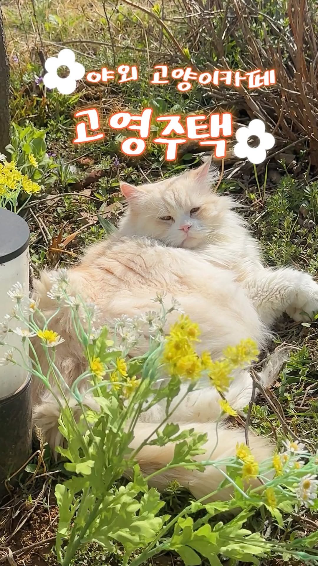 micasa_cats_ 게시물 이미지: 날씨 좋은 날에는 고양이랑 강아지랑 야외 피크닉🌱🌻

#고영주택 #고양이카페...