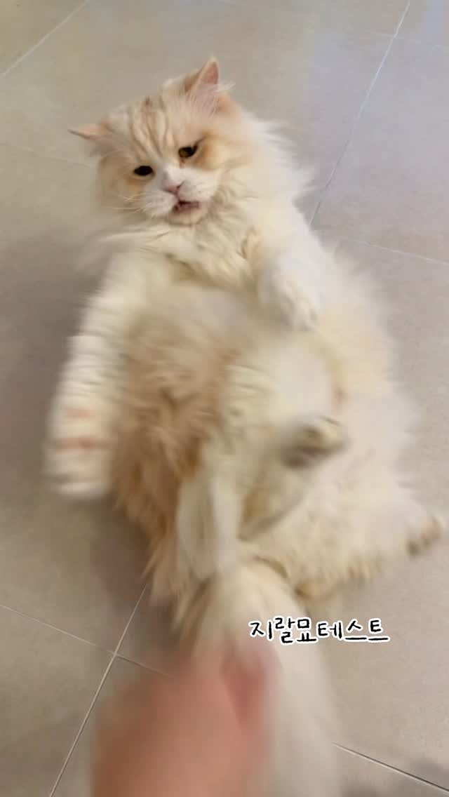 micasa_cats_ 게시물 이미지: 테스트를 하고 손을 잃었어요

#고영주택 #고양이카페 #김포카페 #고양이 #지은상시도했다가아작날뻔