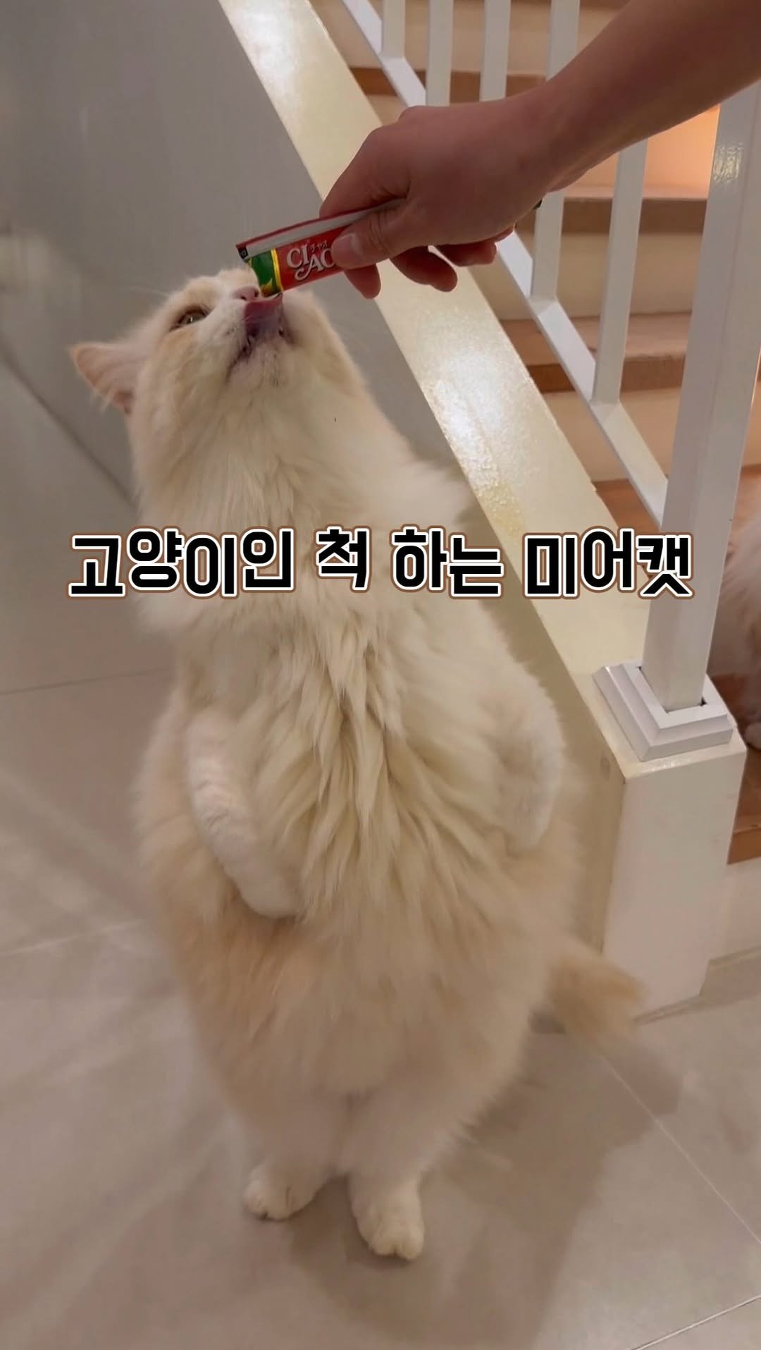 micasa_cats_ 게시물 이미지: 간식 주면 나타나는 미어캣 고양이

#고영주택 #고양이카페 #고양이 #cat #고양이일상