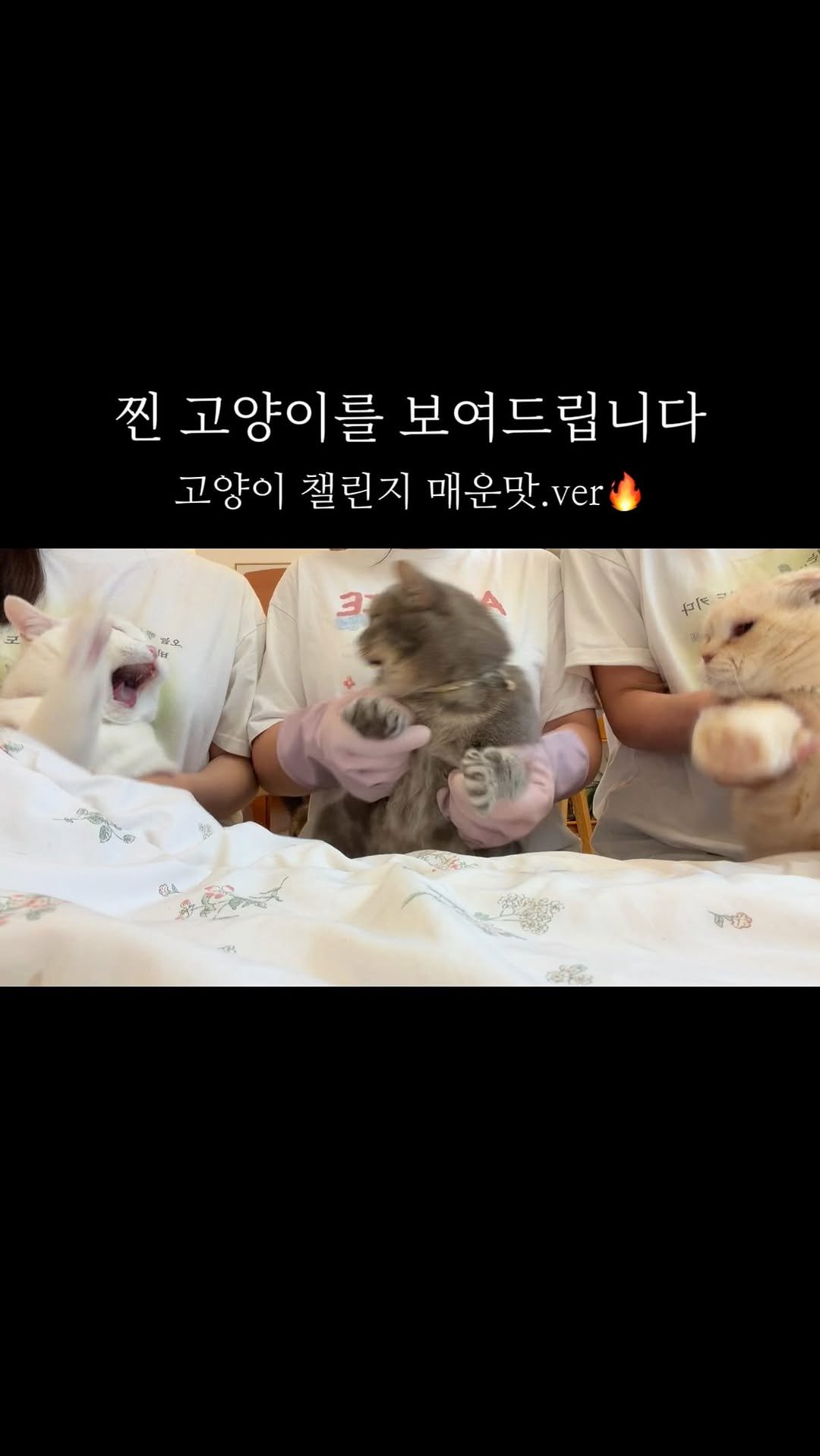 micasa_cats_ 게시물 이미지: 저번에 올린 순딩파들의 반대 랄묘파 🔥

이게 진정한 고양이가 아닐까...